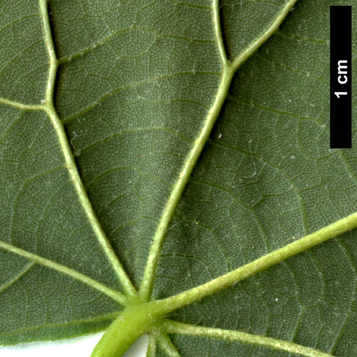 High resolution image: Family: Malvaceae - Genus: Tilia - Taxon: platyphyllos × T.tomentosa ‘Orbicularis’